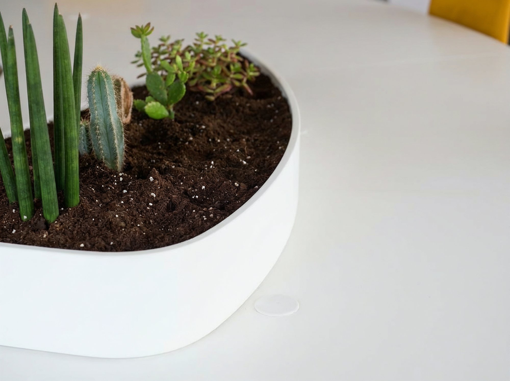 Detalle de la jardinera con cactus integrada en el tablero de la mesa