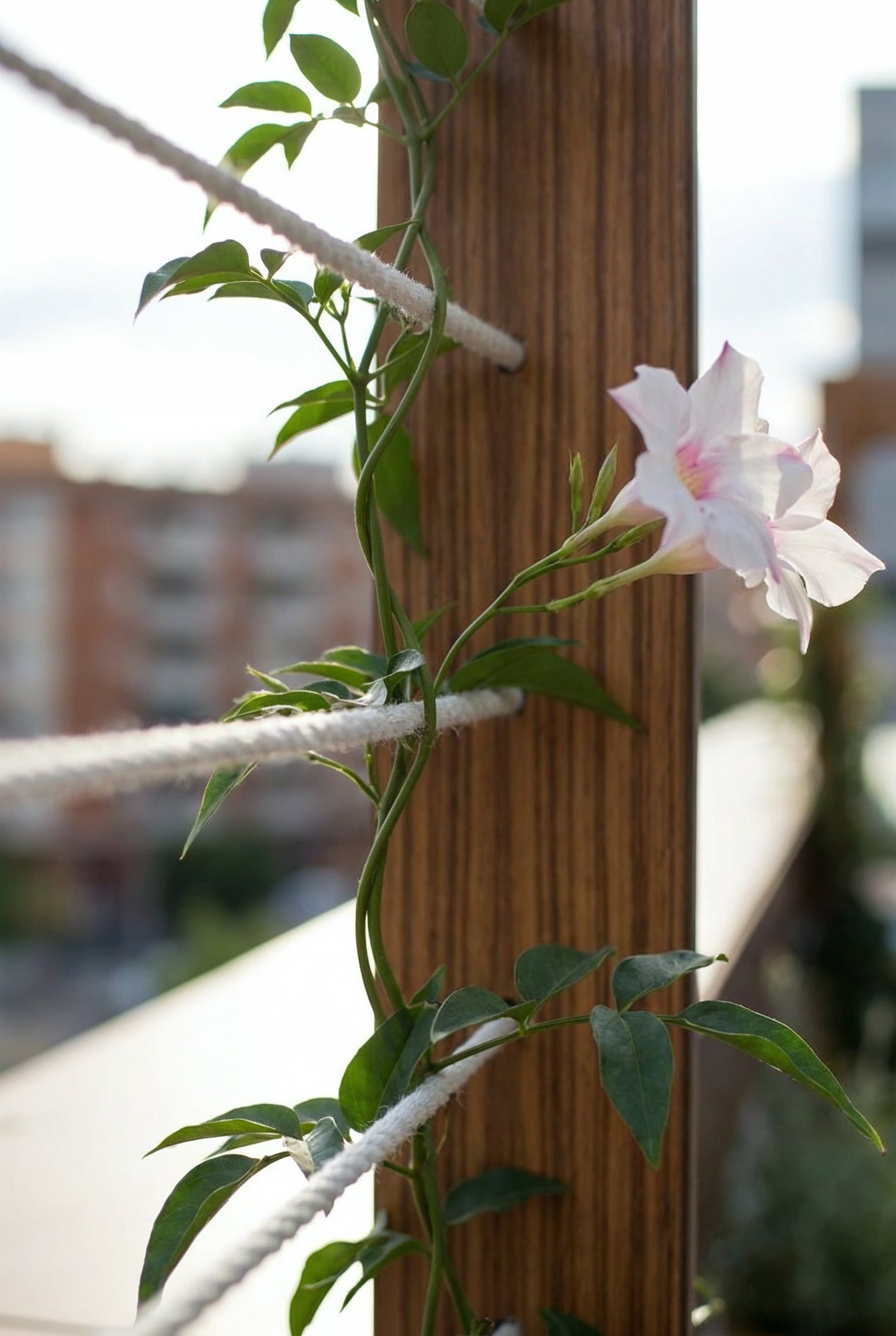 Planta trepadora enroscada en las cuerdas del pórtico